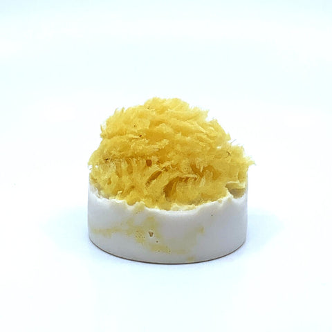 Goat's Milk - Shaving Soap