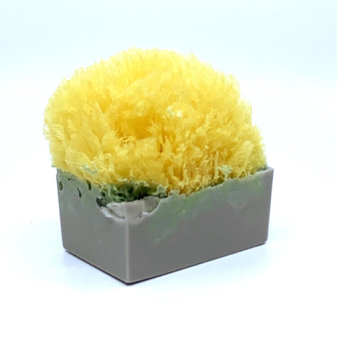 Frankincense & Pine (Balsam Fir) - Naturalis Handcrafted Soaps